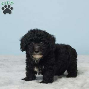 Teddy, Miniature Poodle Puppy